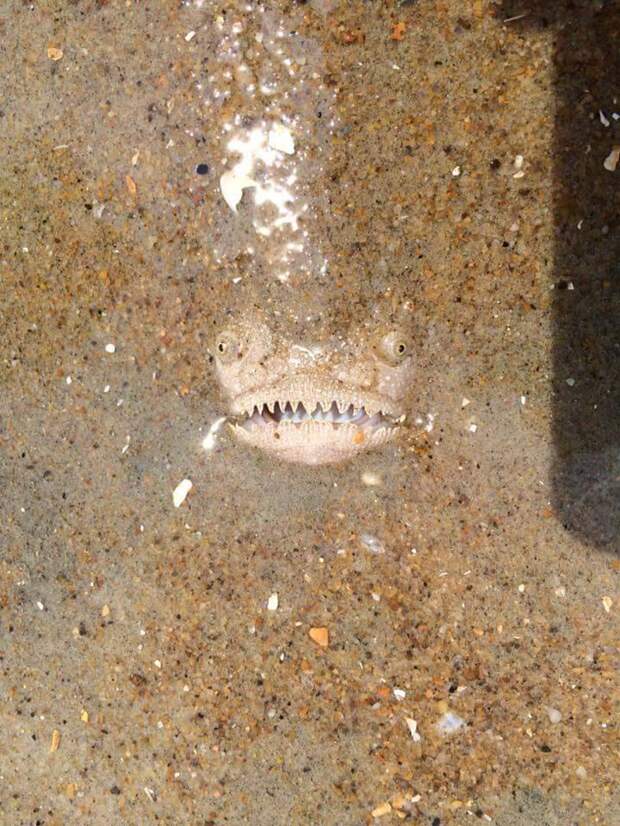 Этот жуткий хищник поджидает своих жертв, зарывшись в песок море, пляж, рыба, хищник