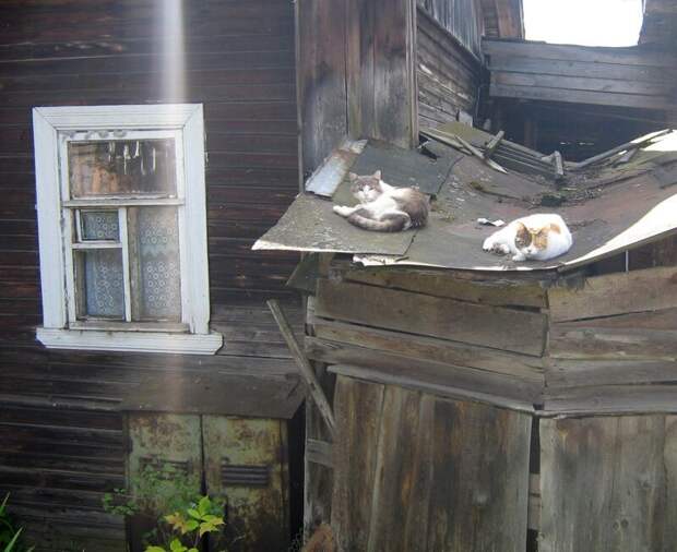 Будем надеется, что крыша прогнулась не от котов братья наши меньшие, город, кот, кошка, уличные животные, уличные кошки, эстетика
