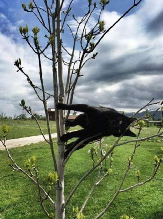 Снимки котов, которые бросили вызов законам физики
