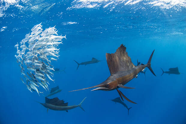 Парусник — самая быстрая рыба в Мировом океане