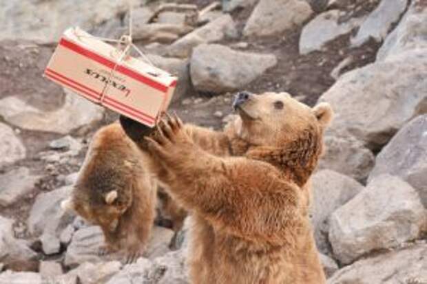 bears-saved-armenian-factory8