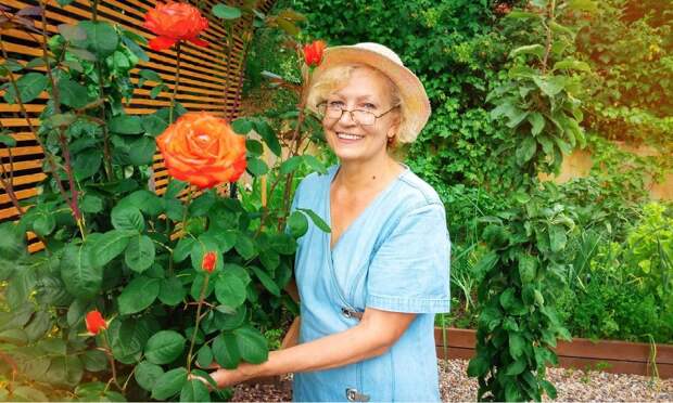 Чем подкармливать розы весной, летом и осенью, чтобы они цвели на зависть соседям