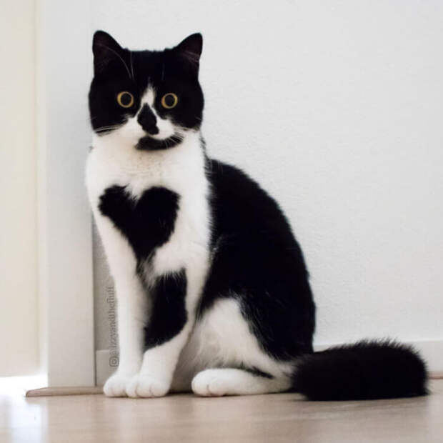 Знакомьтесь, это Зоэ! Кошка, которая буквально носит сердце на груди