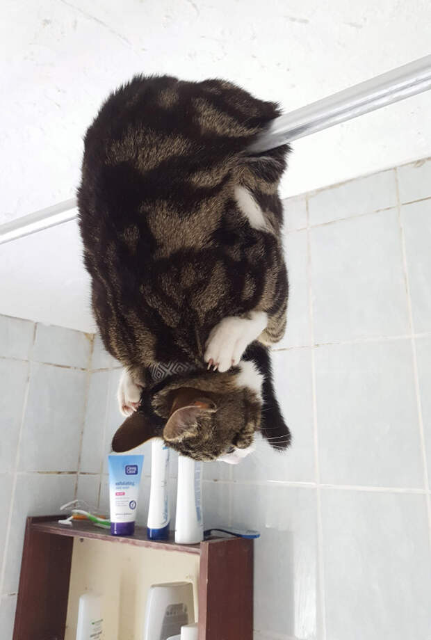 Котики, которые попали в неловкое положение