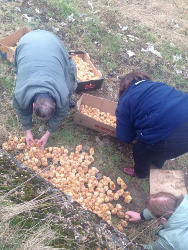 бардак в британии