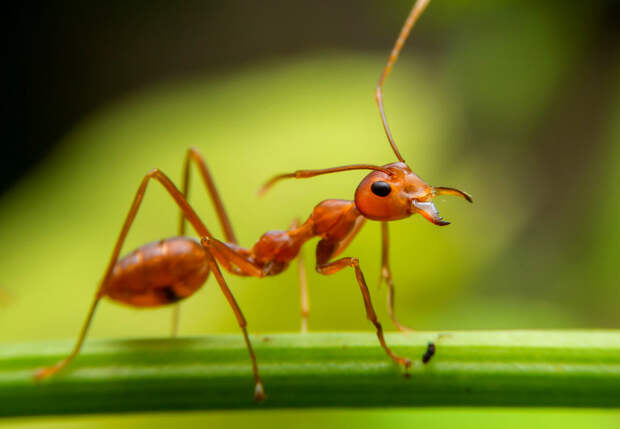 Что будет делать муравей, если он окажется далеко от муравейника?