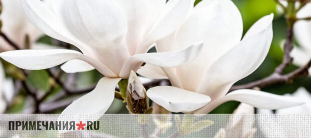 Магнолии расцвели в Ботаническом саду Симферополя