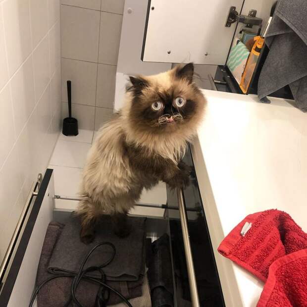 7 угарных фото кота, который похож на вампира