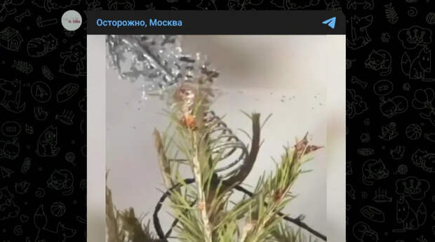 Вместе с новогодней елью москвичи принесли в дом полчища проснувшихся паразитов