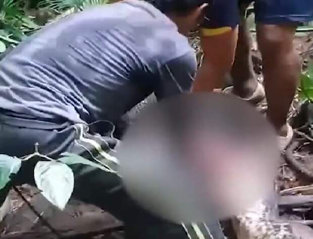 В Индонезии пропавшую женщину нашли в брюхе шестиметрового питона
