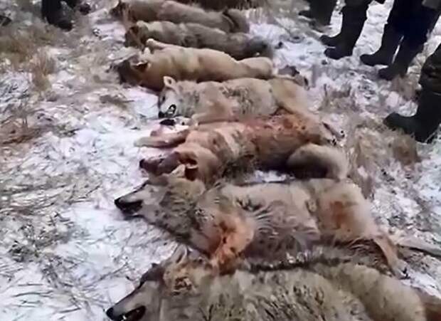 Охотники поедают сердце жертвы волки, казахстан, неаппетитно, овцы, отстрел хищников, охота, охотники, съесть сердце
