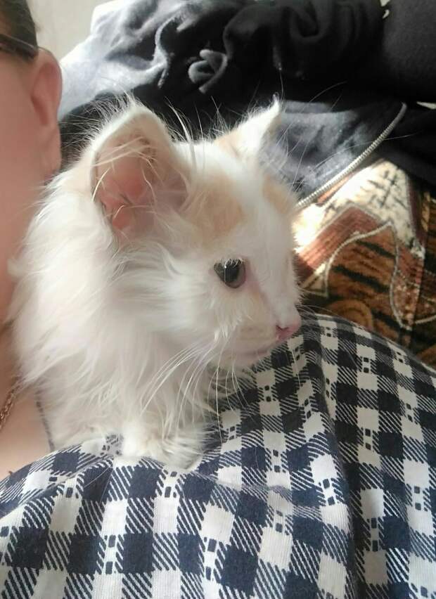 семья спасла котенка котенок отдыхает