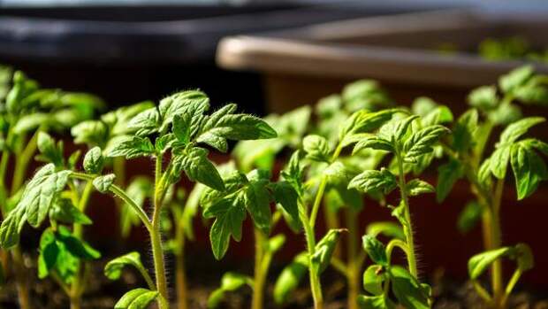 «Спасательная операция»: 6 секретов, чтобы рассада томатов не вытягивалась и не болела