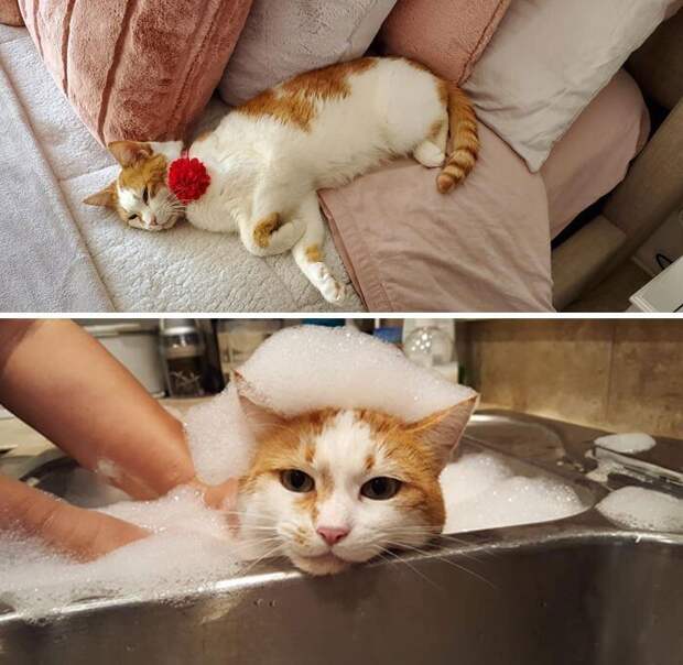 Внезапные котейки, которые неожиданно заявились к людям