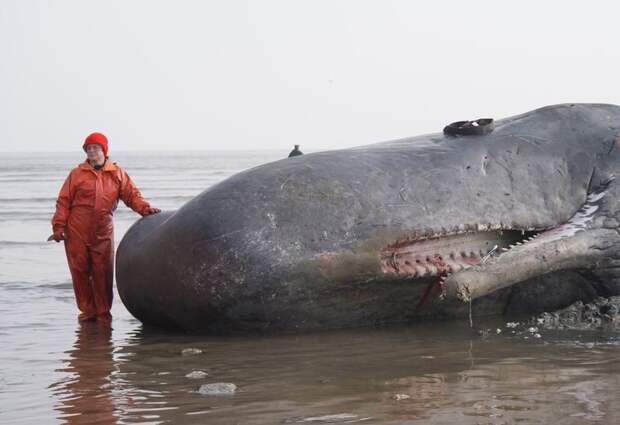 Dr. Joy Reidenberg stands next to a sperm whale in 2011.