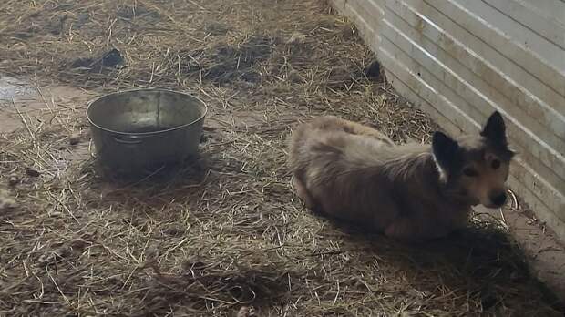 «Это собачий концлагерь»: зоозащитники пытаются спасти десятки животных из приюта в Камышлове