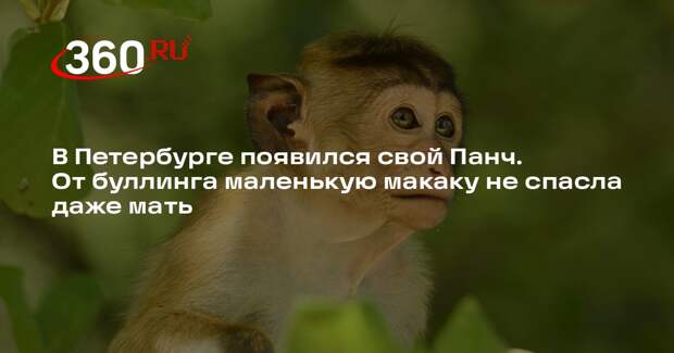 В Ленинградском зоопарке стая не приняла детеныша львинохвостого макака