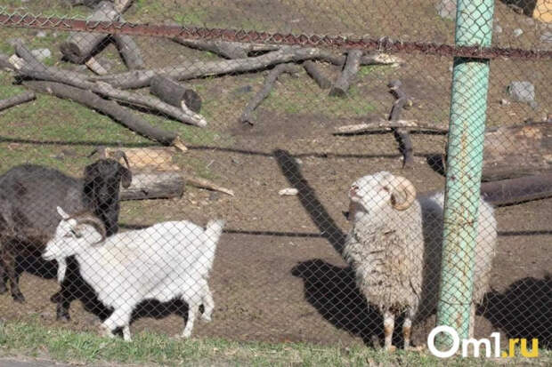 Эксперт: дефицита мяса в Новосибирской области не будет, но цены могут колебаться