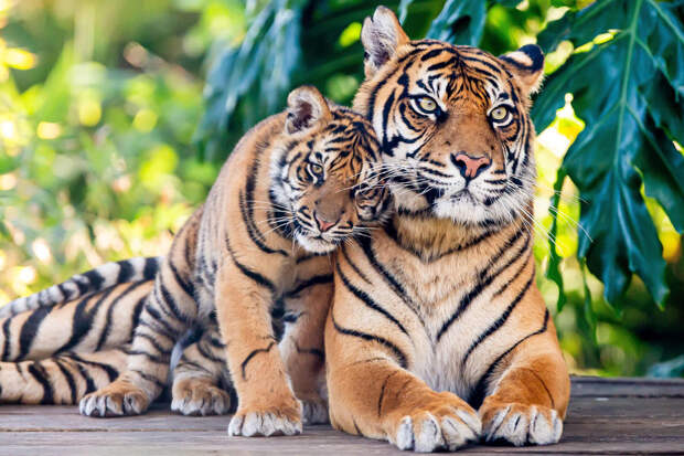 Всего 380 суматранских тигров осталось в дикой природе