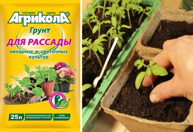 Грунт для рассады