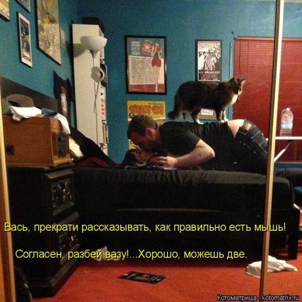 Лучшие котоматрицы недели (50 фото)