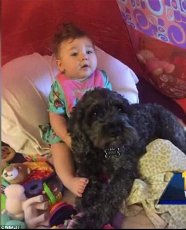 Домашний любимец пес Поло спас маленькую хозяйку от пожара ценой своей жизни собака, спасение