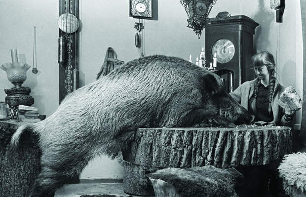 Совместная трапеза в обществе необычного домочадца, Симона с кабанихой Жабкой. Фото : Лех Вильчек