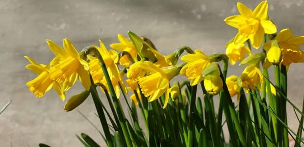 Гороскоп на 2026 год: что ждёт каждое созвездие весной