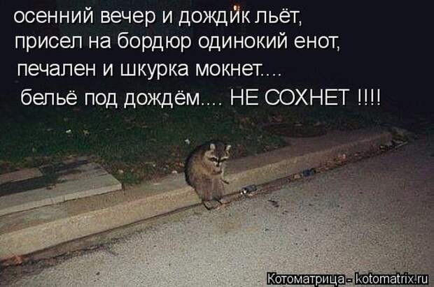 Лучшие котоматрицы недели (50 фото)