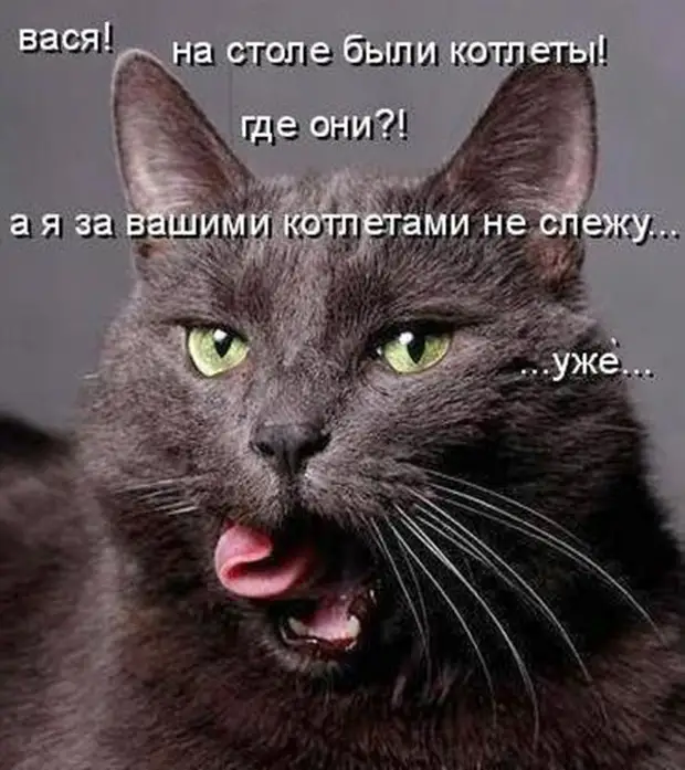 Жалко тома. Кот и котлета. Котик с котлетками. Кот с котлетой в зубах. Мемы с котами про котлеты.
