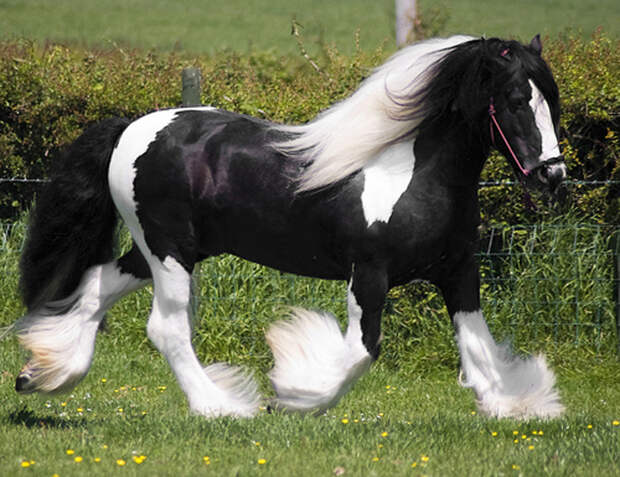 Фотографии лошадей, которые кажутся ненастоящими из-за своей красоты