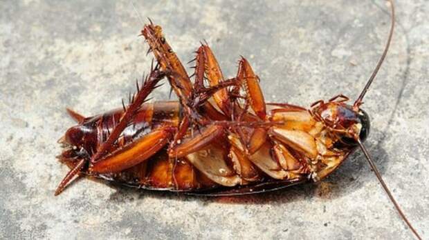 Свежее, парное, тараканье...