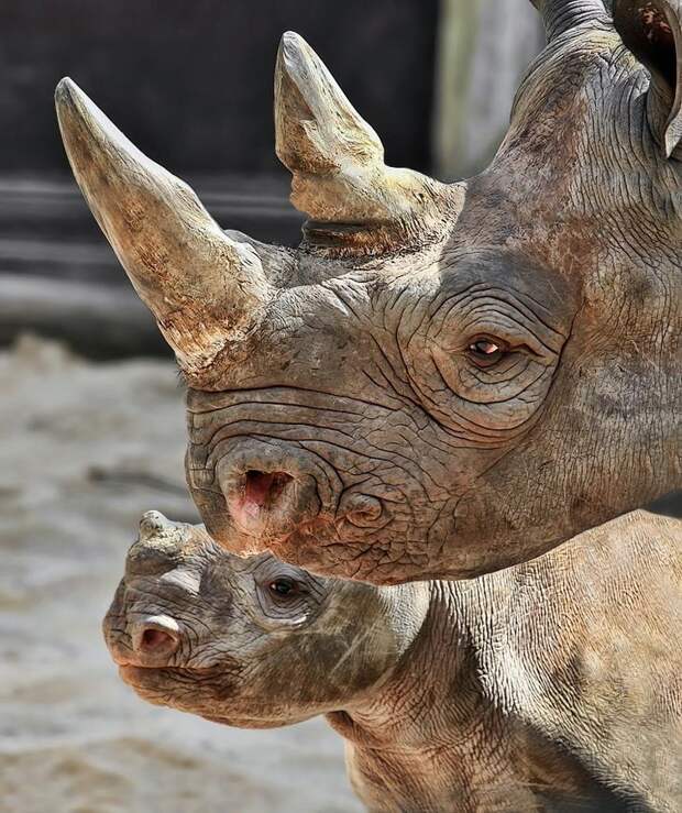 Всемирный день носорога – 35 великолепных фото