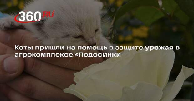 Коты пришли на помощь в защите урожая в агрокомплексе «Подосинки