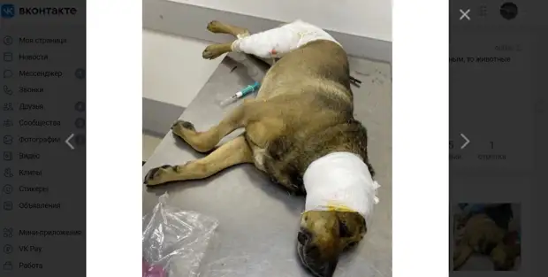 Челябинцы помогли задержать 20-летнего живодёра, который облил кислотой собаку