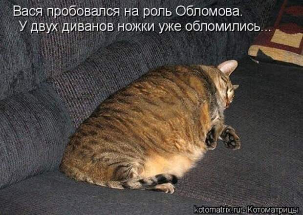 Новая котоматрица на Бугаге (44 фото)
