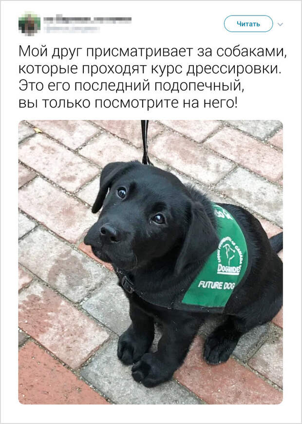 17 доказательств того, что интеллект животных гораздо выше, чем мы привыкли думать