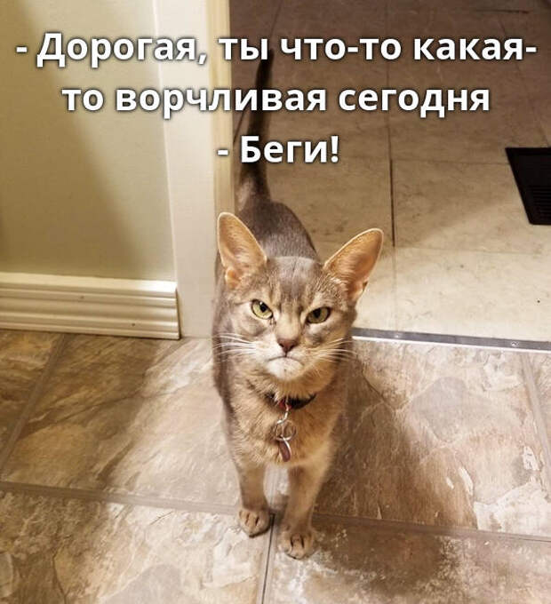 изображение: - Дорогая, ты что-то какая-то ворчливая сегодня. - Беги! #Котоматрицы