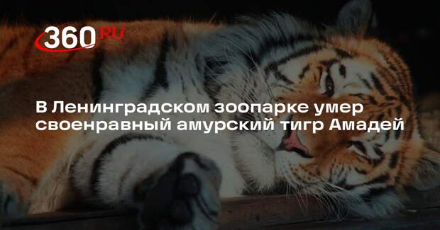 В Ленинградском зоопарке умер своенравный амурский тигр Амадей