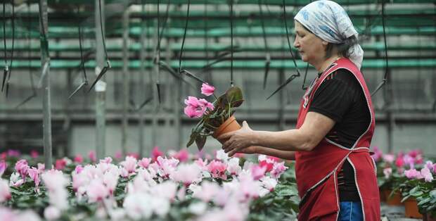 Депутат Чаплин рассказал, как бороться в саду с вредителями