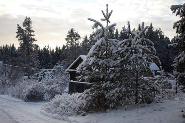Впервые за десять лет сурок Филимон из Ленобласти не проснулся вовремя