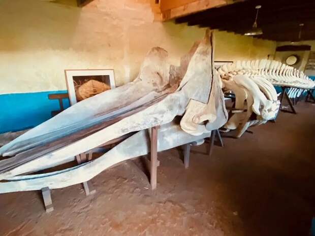 На острове хранится одна из достопримечательностей архипелага – скелет 12-метрового кита, тушу которого прибило к его берегам (The Isle of Vaila, Шотландия). | Фото: insider.com.
