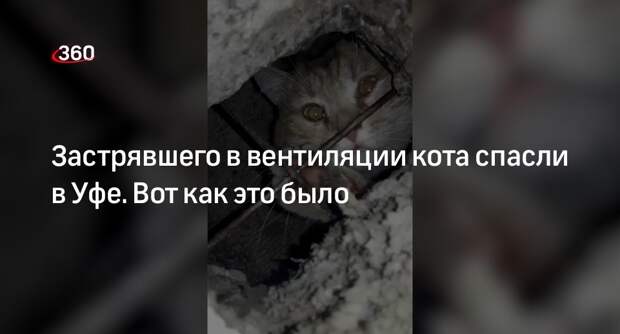 Застрявшего в вентиляции кота спасли в квартире в Уфе