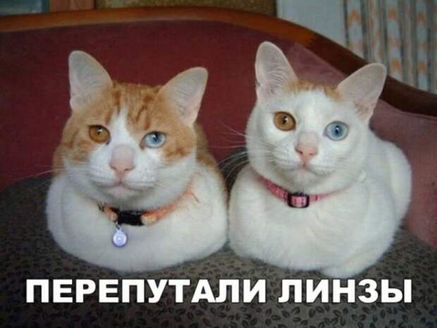 Субботний котопост коты, кошки, приколы с котами., смешные коты