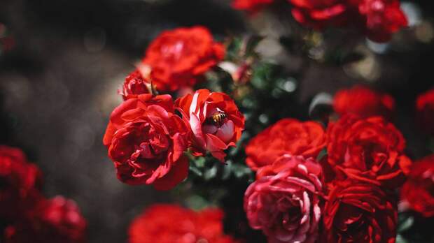 Эксперт рассказала, как правильно обрезать розы перед зимой