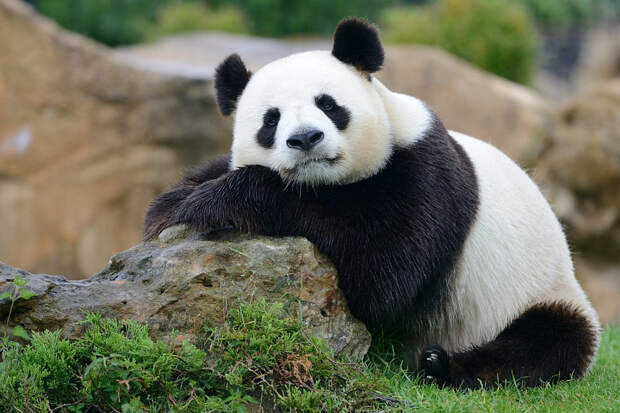 50 панд, на которых можно смотреть бесконечно