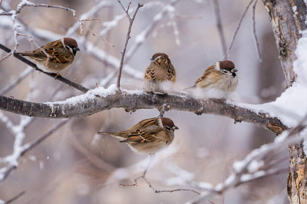 В Новосибирске началась масштабная перепись воробьев-2026