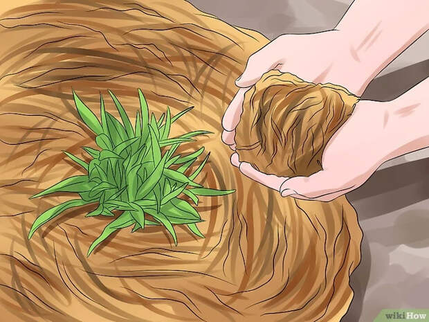 Изображение с названием Grow a Ginger Plant Step 10