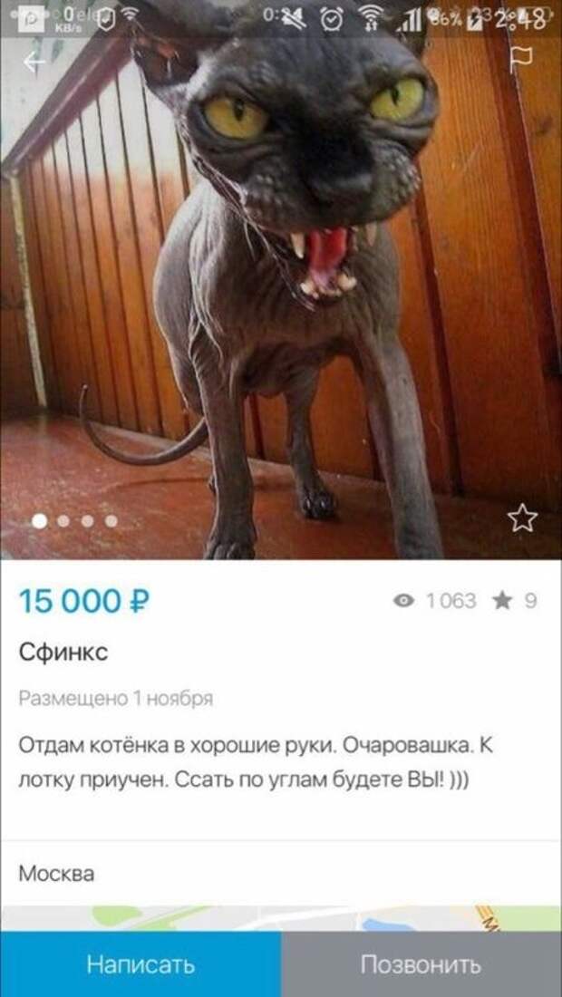 Прикольные картинки Прикольные картинки
