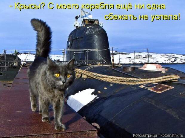 Забавные животные (50 фото)